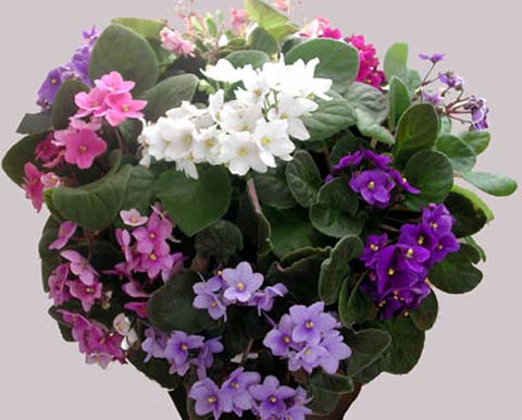 Flowers bloom in the house