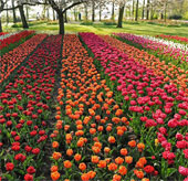 Flowers blooming in the world's largest garden