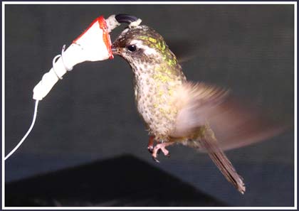 Flowers born to seduce birds