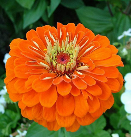 Flowers make human emotions sublimated