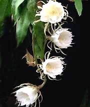 Flowers quỳnh cures kidney stones