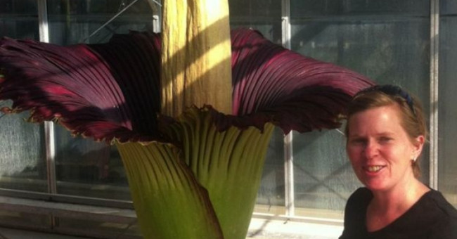 Flowers rarely smell rotten fish in Australia