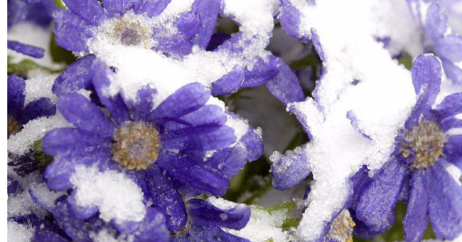 Flowers 'suck' snow in Sapa are as beautiful as in Wonderland