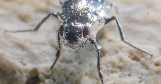 Fluffy flies specialize in swimming in the water
