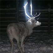 Fluorescent paint on reindeer antlers to prevent accidents