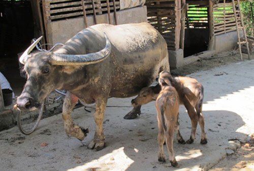 Fluttering mother buffalo born 2 children