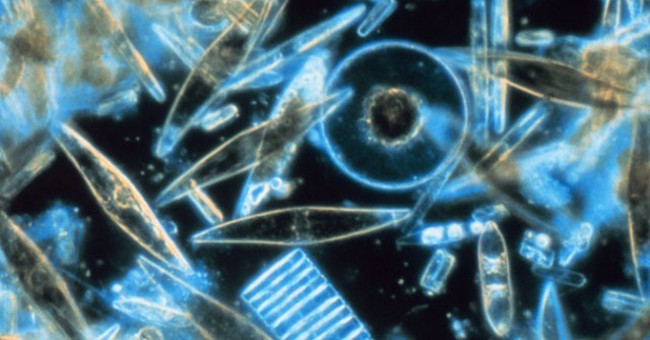 Fluttering of living microorganisms in ISS comet dust