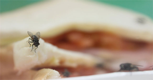 Fly species - 'savior' is useful to handle leftover foods