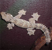 Flying and stealth geckos of Vietnam
