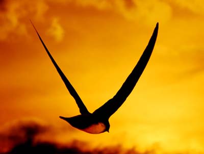 Flying bird swallow: Model for modern aircraft
