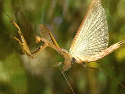 Flying insects