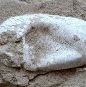 Flying lizard eggs 120 million years in China