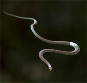 Flying snakes help develop technology