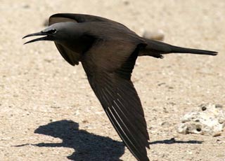 Flying species in Con Dao (Part 1)