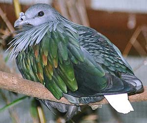 Flying species in Con Dao (Part 2)