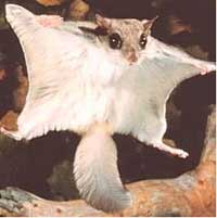 Flying squirrels