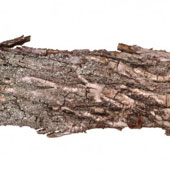 Foam from wood