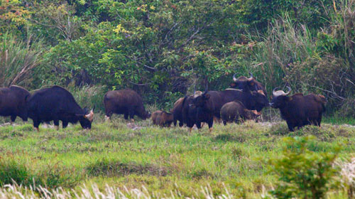 Follow the foot of the bull - Cycle 1: Traces between the forest