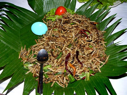 Food sources from insects