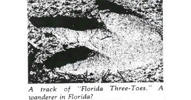Fool 40 years: The 4.5-meter penguin walking on the Florida coast is just a prank