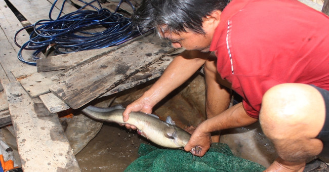 'Foolishness' hunting fish in the Ham Luong River: Seeing the corpse coming to the face 'death'