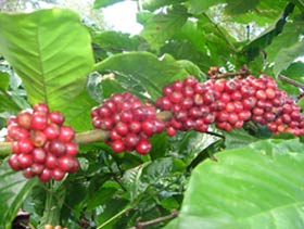 For a clean, high-yield coffee garden
