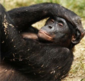 For monkeys, homosexuality is a natural law
