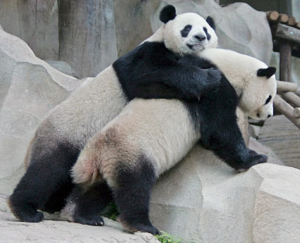 For panda watching movie