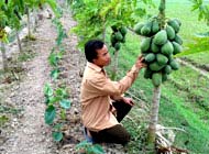 For papaya wrong fruit and long