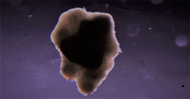For the first time beef was produced in space