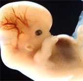For the first time cloning human embryos
