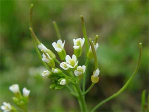 For the first time decoding the woody gene