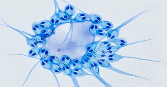 For the first time discovered animals not breathing