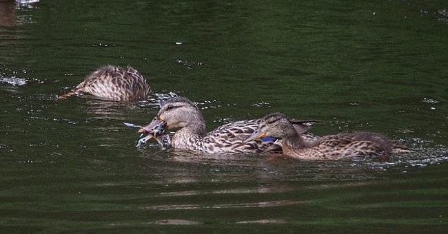 For the first time, ducks eat meat from birds
