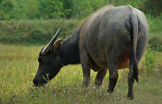 For the first time, genetically modified buffalo breeds were created