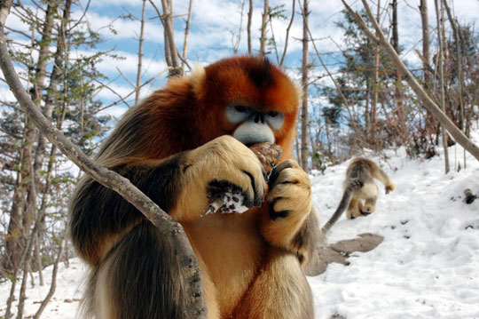 For the first time, golden monkeys were also found to be gay