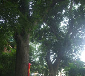 For the first time honored Vietnam Heritage Tree