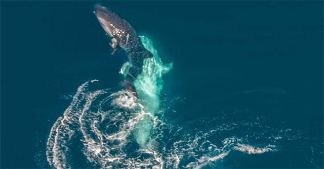 For the first time, I saw the 'story' of one of the world's largest creatures