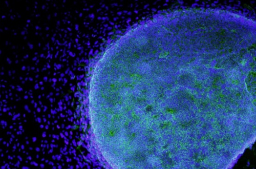 For the first time in embryonic genetic modification history