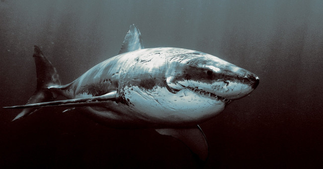 For the first time in history recorded sharks are sleeping