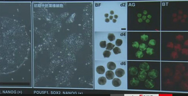 For the first time, iPS cells are used to develop human eggs