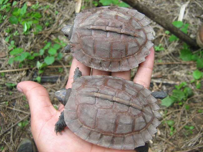 For the first time, rare turtles live in nature