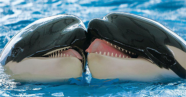 For the first time, record killer whales 'kissing lips' to reconcile