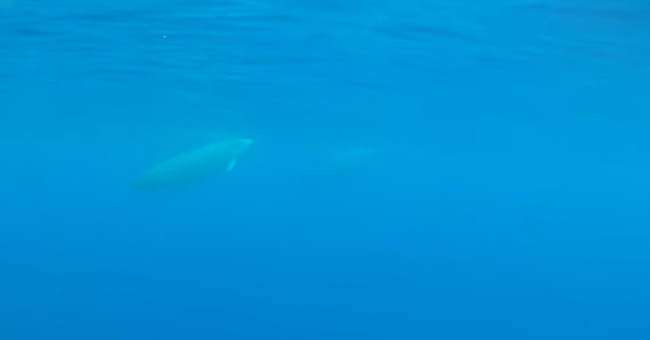 For the first time recorded images of the planet's most mysterious creature