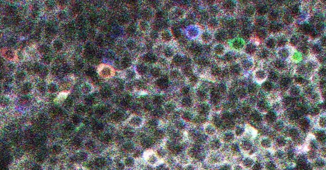 For the first time, scientists can see the shape of memories