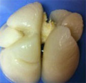 For the first time successfully replicating human lungs
