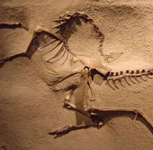 For the first time, the North American dinosaur mark was discovered