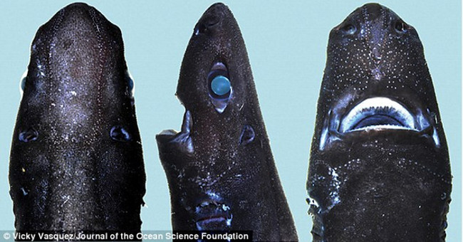 For the first time, there is a glowing Ninja shark