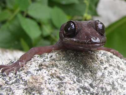 For the first time, two species of lizards were found only in Vietnam