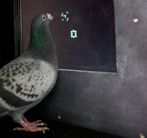 For the first time, we discovered birds doing math